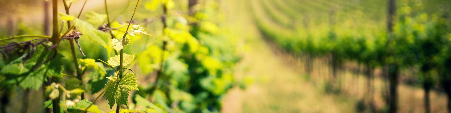 Grüne Weinstöcke im Sonnenschein