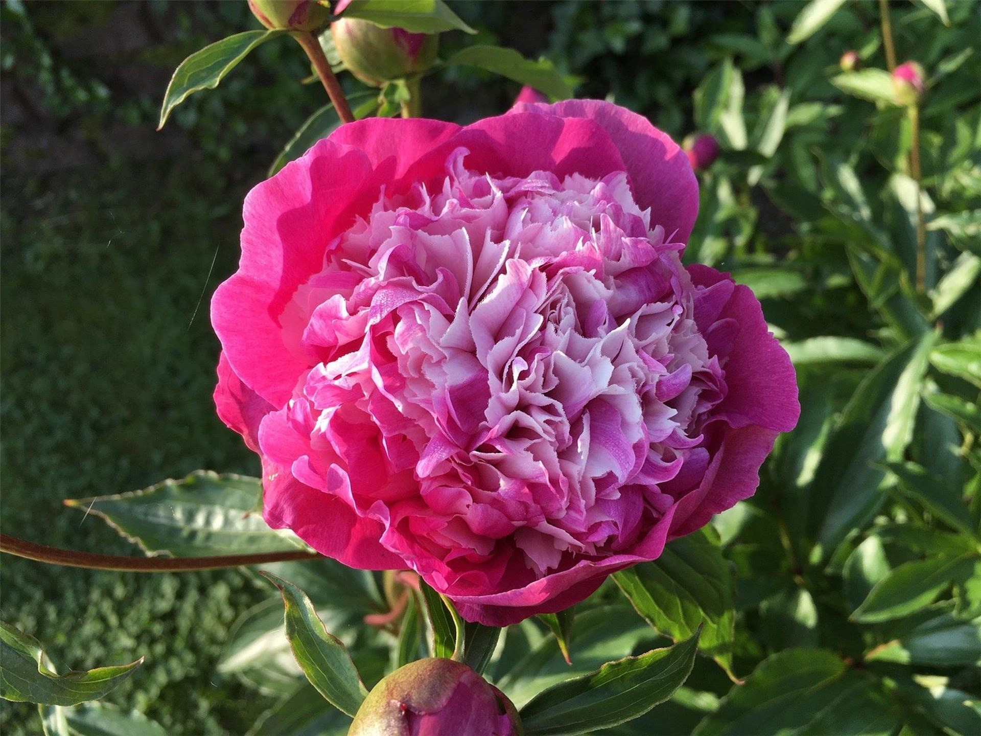 Pfingsrose
