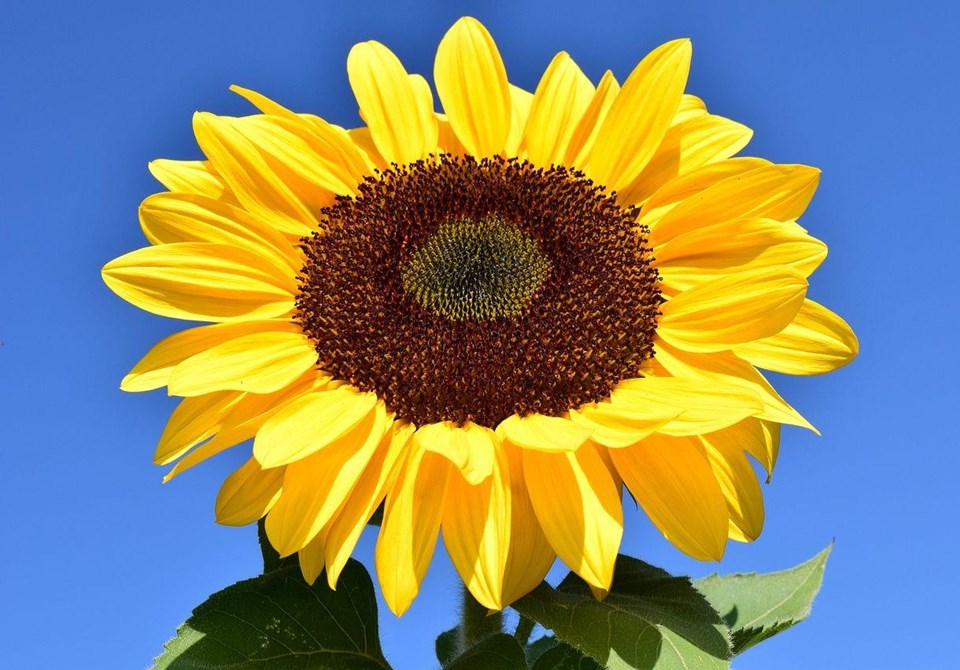 Sonnenblume