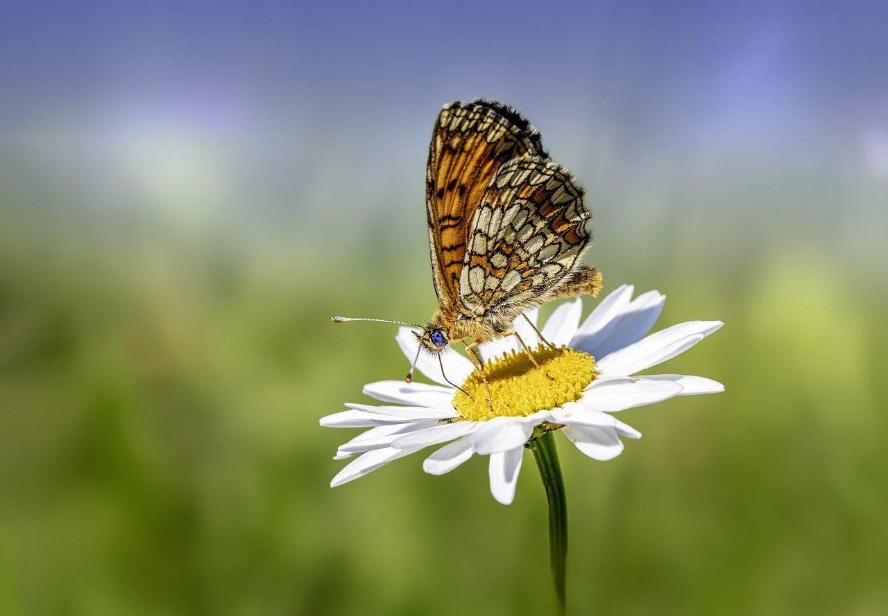 Schmetterling