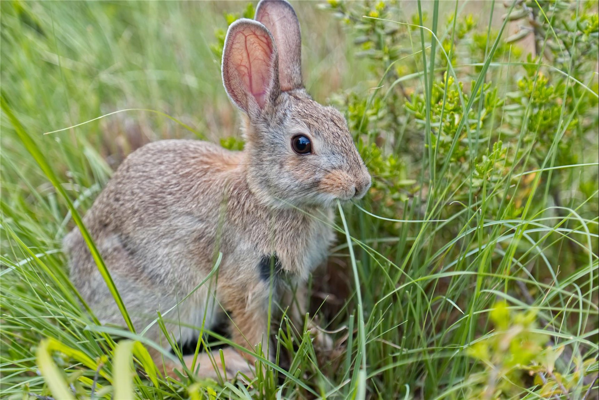 Osterhase_1
